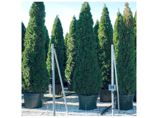 Nursery pots 44cm 35L 350pcs