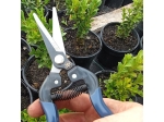 Pruning shears for grapes, herbs and flowers Due Buoi 1145/17.5