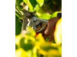 Felco 31- Anvil Pruning Shears