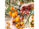 Felco 322 - Lightweight Pruning Snips